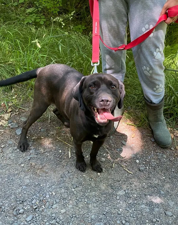 Pies do adopcji, gmina Platerówka, 17 lipca 2025 (2/3)