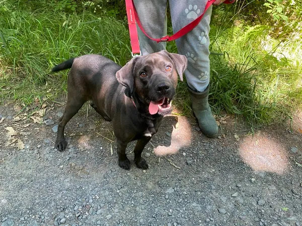 Pies do adopcji, gmina Platerówka, 17 lipca 2025 (3/3)