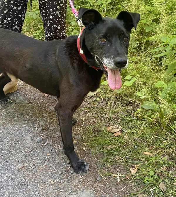 Pies do adopcji, gmina Platerówka, 17 lipca 2025 (1/5)