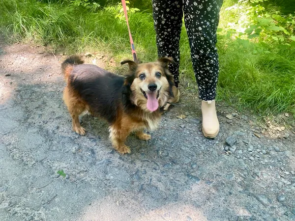 Pies do adopcji, gmina Platerówka, 17 lipca 2025 (3/3)