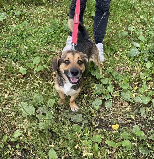 Pies do adopcji, gmina Platerówka, 17 lipca 2025 (3/3)