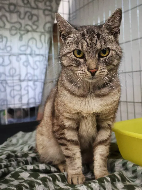 Znaleziono kota, Łódź, 18 lipca 2025 (1/3)