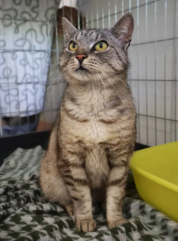 Znaleziono kota, Łódź, 18 lipca 2025 (3/3)