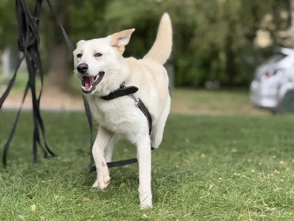 Pies do adopcji, Kraków, 2 lipca 2025 (1/5)