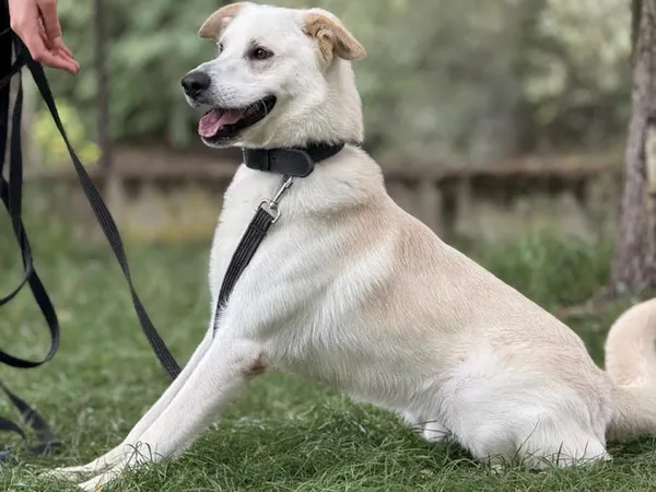 Pies do adopcji, Kraków, 2 lipca 2025 (5/5)