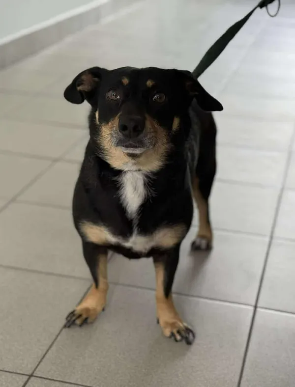 Znaleziono psa, Lublin, 16 lipca 2025