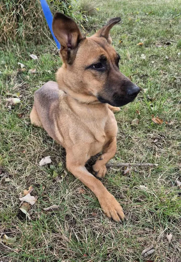 Znaleziono psa, Lublin, 17 lipca 2025