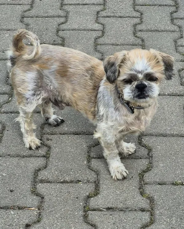 Znaleziono psa, Lublin, 17 lipca 2025