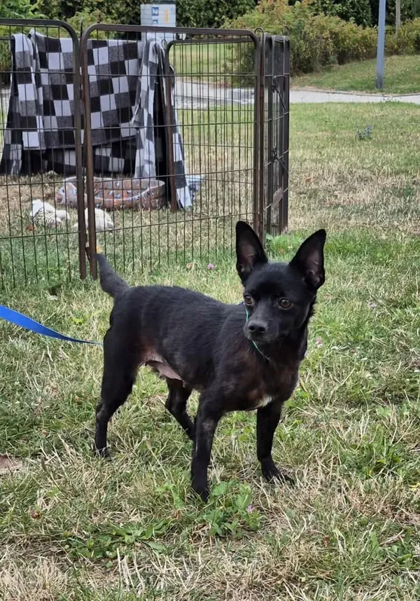 Znaleziono psa, Lublin, 18 lipca 2025