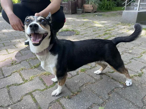 Pies do adopcji, Włocławek, 18 lipca 2025