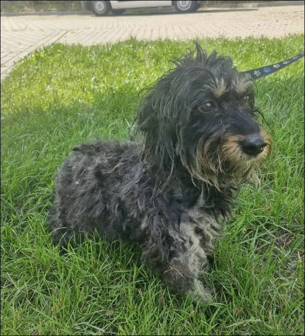 Znaleziono psa, Grudziądz, 18 lipca 2025