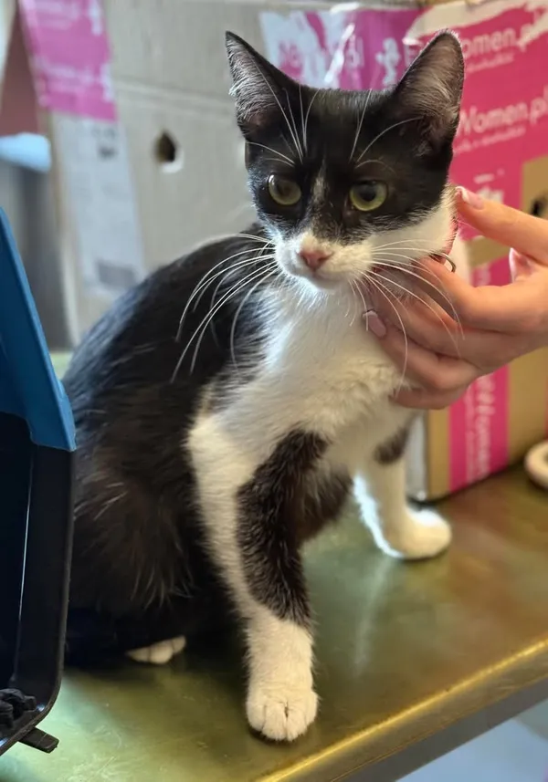 Znaleziono kota, Lublin, 16 lipca 2025