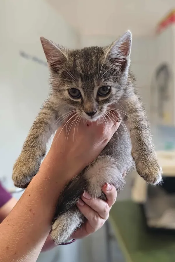 Znaleziono kota, Lublin, 18 lipca 2025