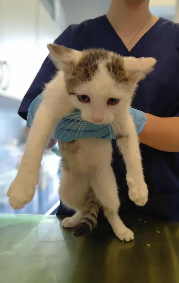 Znaleziono kota, Lublin, 18 lipca 2025