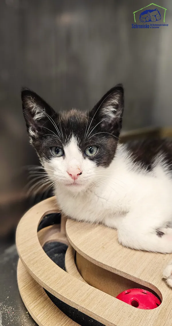 Kot do adopcji, Szczecin, 17 lipca 2025 (1/2)