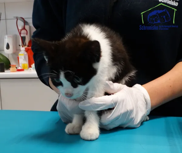 Kot do adopcji, Szczecin, 17 lipca 2025 (2/2)