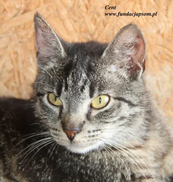 Kot do adopcji, Nowy Dwór Mazowiecki, 18 lipca 2025 (1/5)