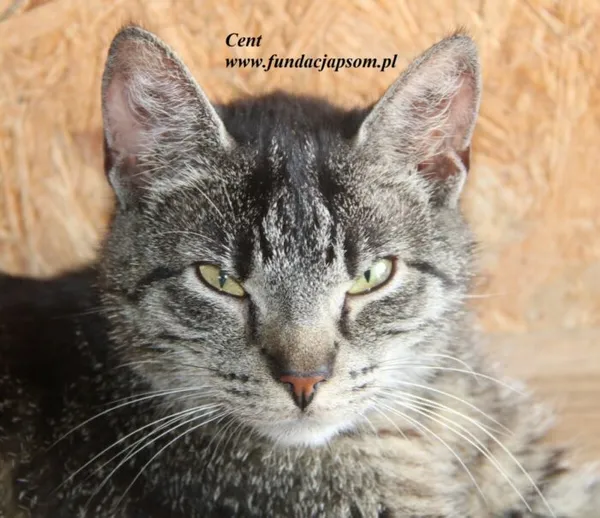 Kot do adopcji, Nowy Dwór Mazowiecki, 18 lipca 2025 (3/5)