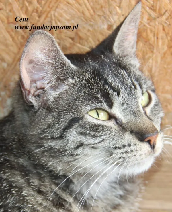Kot do adopcji, Nowy Dwór Mazowiecki, 18 lipca 2025 (4/5)
