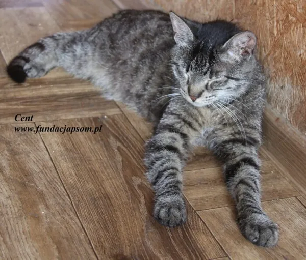 Kot do adopcji, Nowy Dwór Mazowiecki, 18 lipca 2025 (5/5)