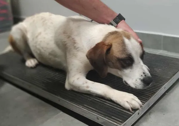 Znaleziono psa, Toruń, 16 lipca 2025