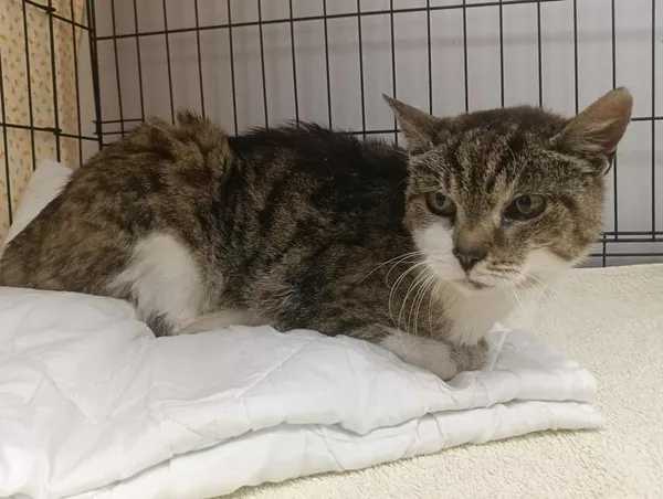 Znaleziono kota, Toruń, 15 lipca 2025