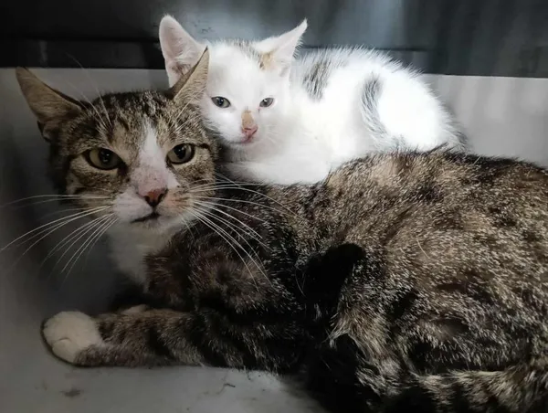 Znaleziono kota, Toruń, 15 lipca 2025