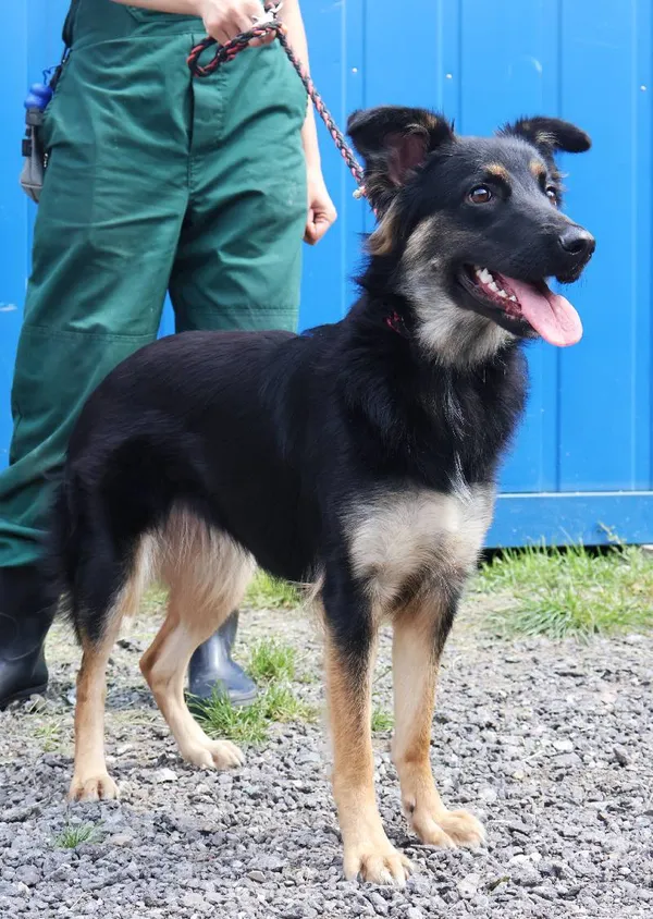 Znaleziono psa, Łódź, 18 lipca 2025 (1/5)