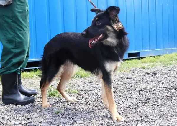 Znaleziono psa, Łódź, 18 lipca 2025 (3/5)