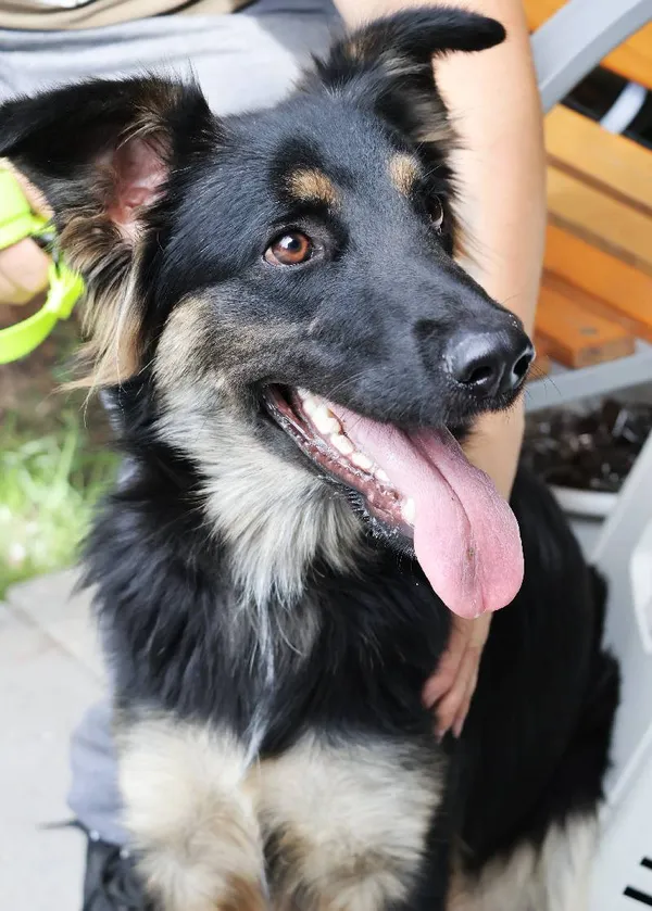 Znaleziono psa, Łódź, 18 lipca 2025 (5/5)