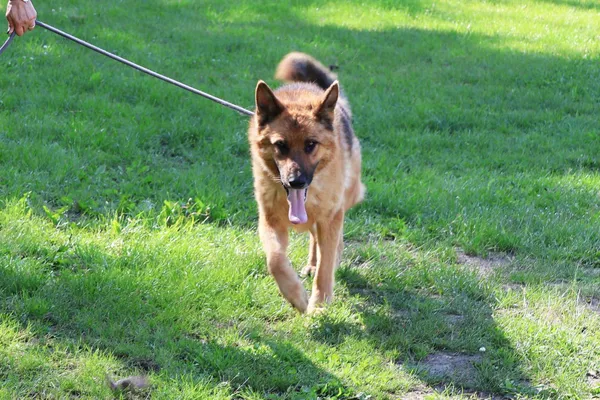 Pies do adopcji, Bełchatów, 21 września 2024 (2/5)