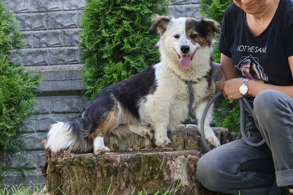 Pies do adopcji, Bełchatów, 13 maja 2025 (2/5)