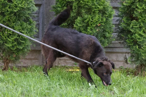 Pies do adopcji, Bełchatów, 18 kwietnia 2025 (4/5)