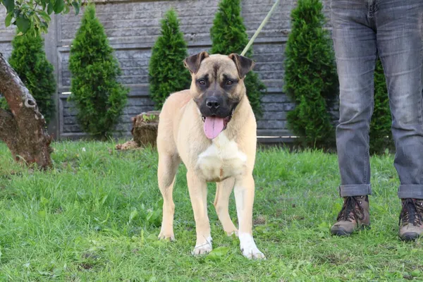 Pies do adopcji, Bełchatów, 11 czerwca 2025 (2/4)