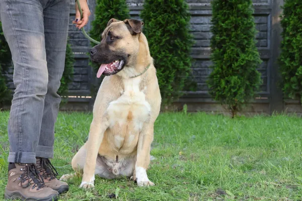 Pies do adopcji, Bełchatów, 11 czerwca 2025 (4/4)