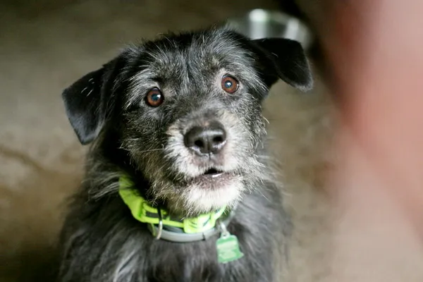 Znaleziono psa, Wałbrzych, 11 lipca 2025