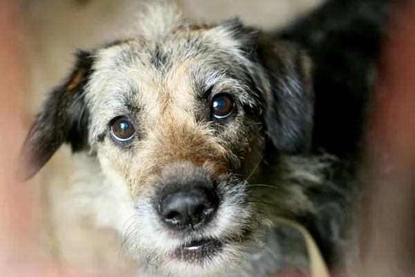 Znaleziono psa, Wałbrzych, 11 lipca 2025