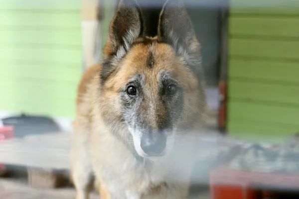 Znaleziono psa, Wałbrzych, 8 lipca 2025 (1/2)