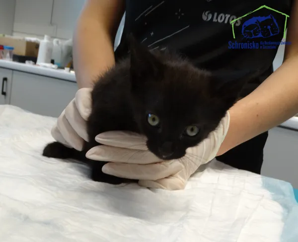 Kot do adopcji, Szczecin, 19 lipca 2025