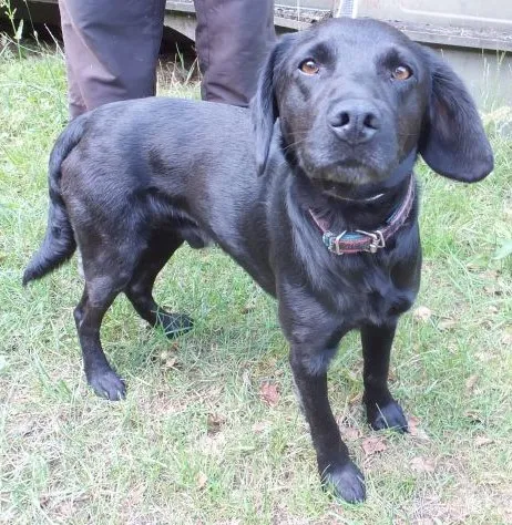 Znaleziono psa, Nowa Krępa, 14 lipca 2025