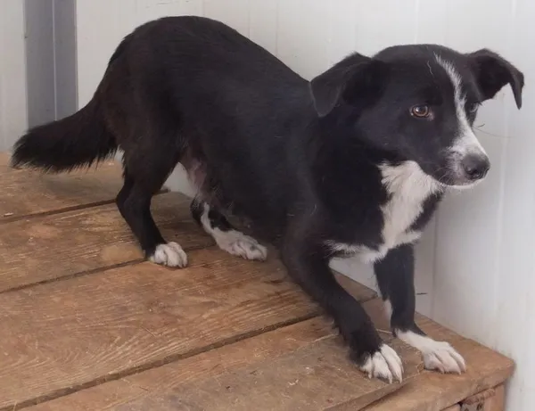 Znaleziono psa, Nowa Krępa, 17 czerwca 2025