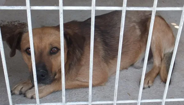 Znaleziono psa, Nowa Krępa, 17 czerwca 2025