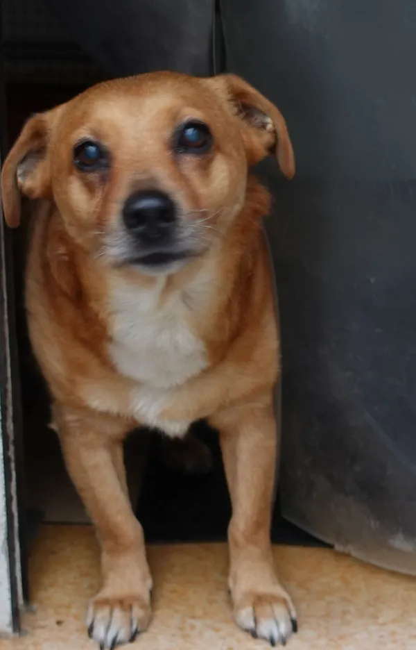 Znaleziono psa, Gdańsk, 19 lipca 2025