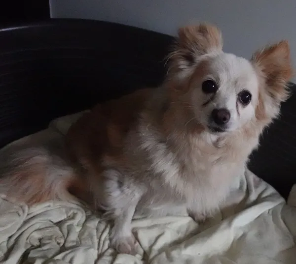 Znaleziono psa, Gdańsk, 19 lipca 2025