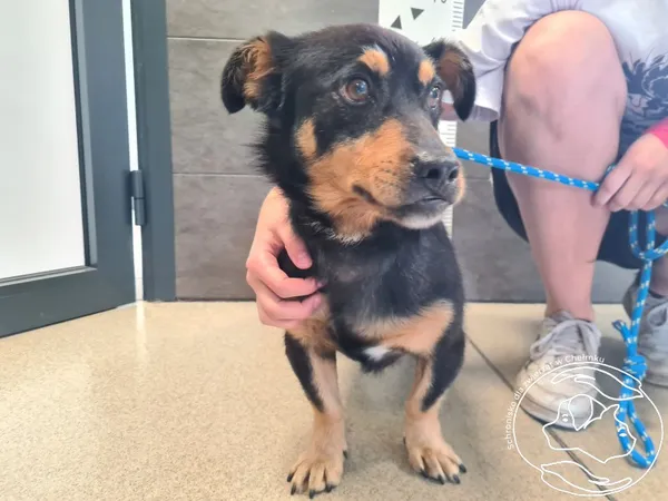 Pies do adopcji, Chełmek, 27 czerwca 2025