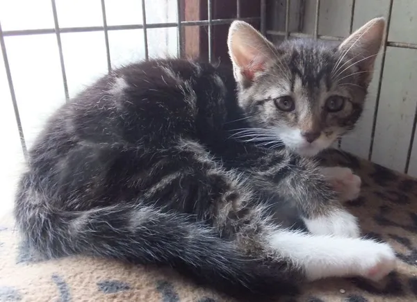 Znaleziono kota, Nowa Krępa, 10 lipca 2025