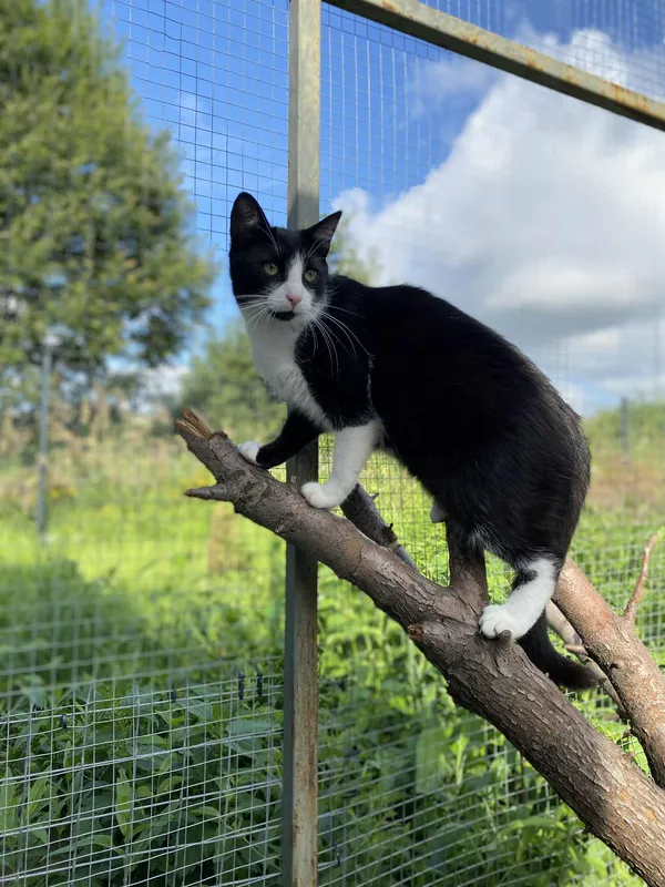 Kot do adopcji, Żywiec, 19 lipca 2025 (4/5)