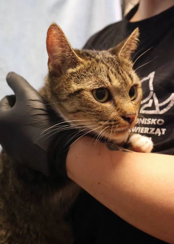 Znaleziono kota, Łódź, 19 lipca 2025 (1/5)