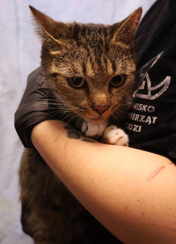 Znaleziono kota, Łódź, 19 lipca 2025 (3/5)