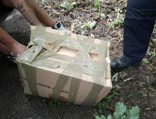 Znaleziono kota, Łódź, 19 lipca 2025 (4/5)